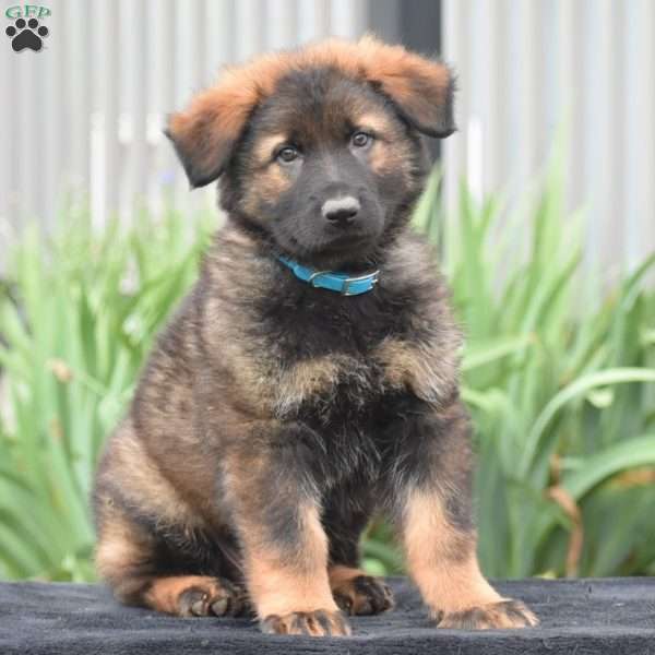 Marcus, German Shepherd Puppy